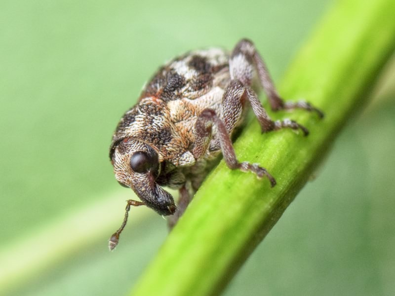 Rhinoncus pericarpius (Linnaeus, 1758)